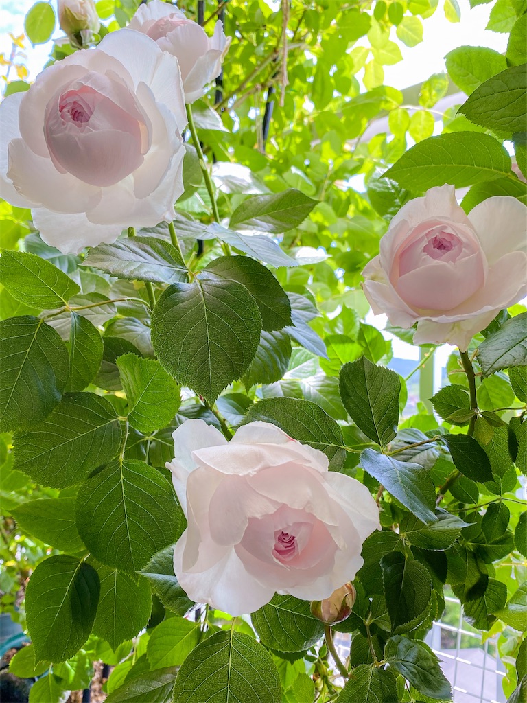 f:id:rancraw:20210606200358j:image f:id:rancraw:20210606200358j:image