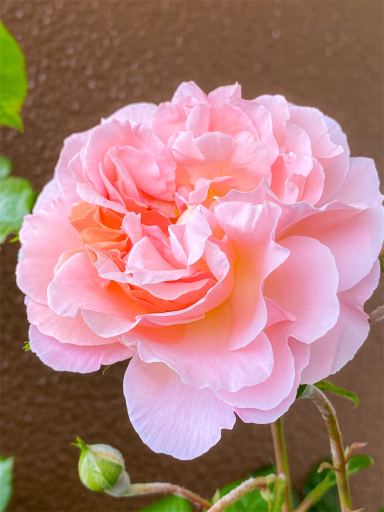 f:id:rancraw:20210606205726j:image f:id:rancraw:20210606205726j:image