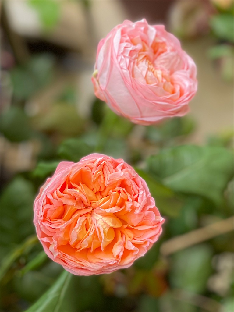 f:id:rancraw:20210606210502j:image f:id:rancraw:20210606210502j:image