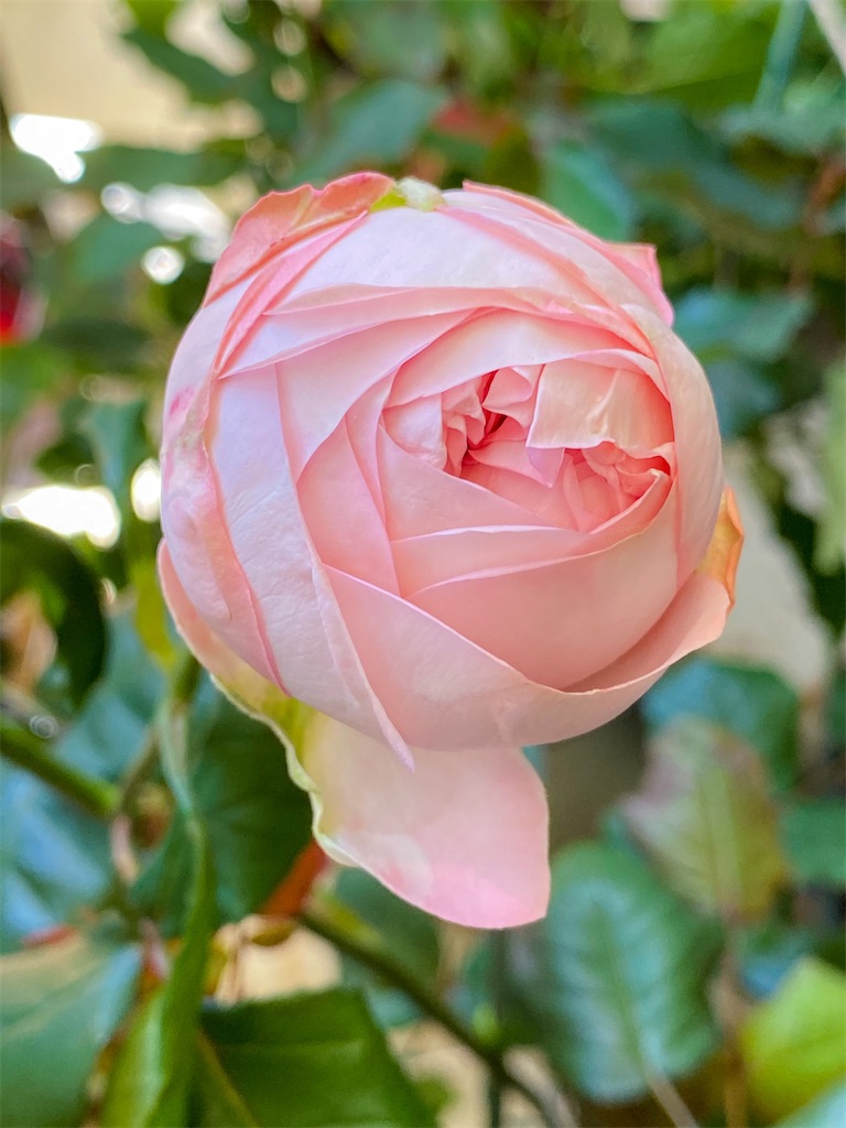 f:id:rancraw:20210606210541j:image f:id:rancraw:20210606210541j:image