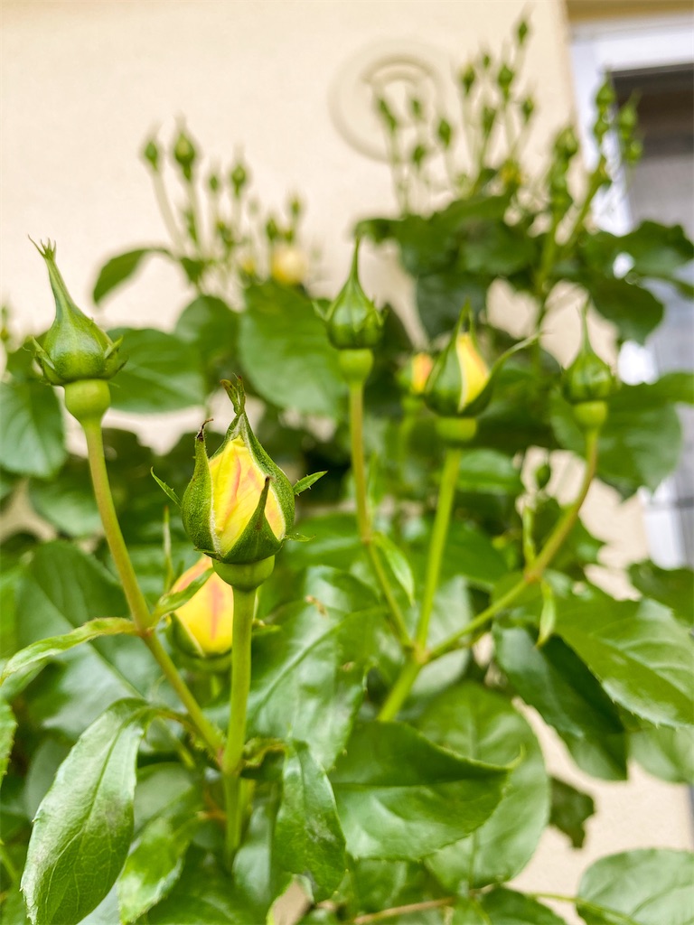 f:id:rancraw:20210606211901j:image f:id:rancraw:20210606211901j:image