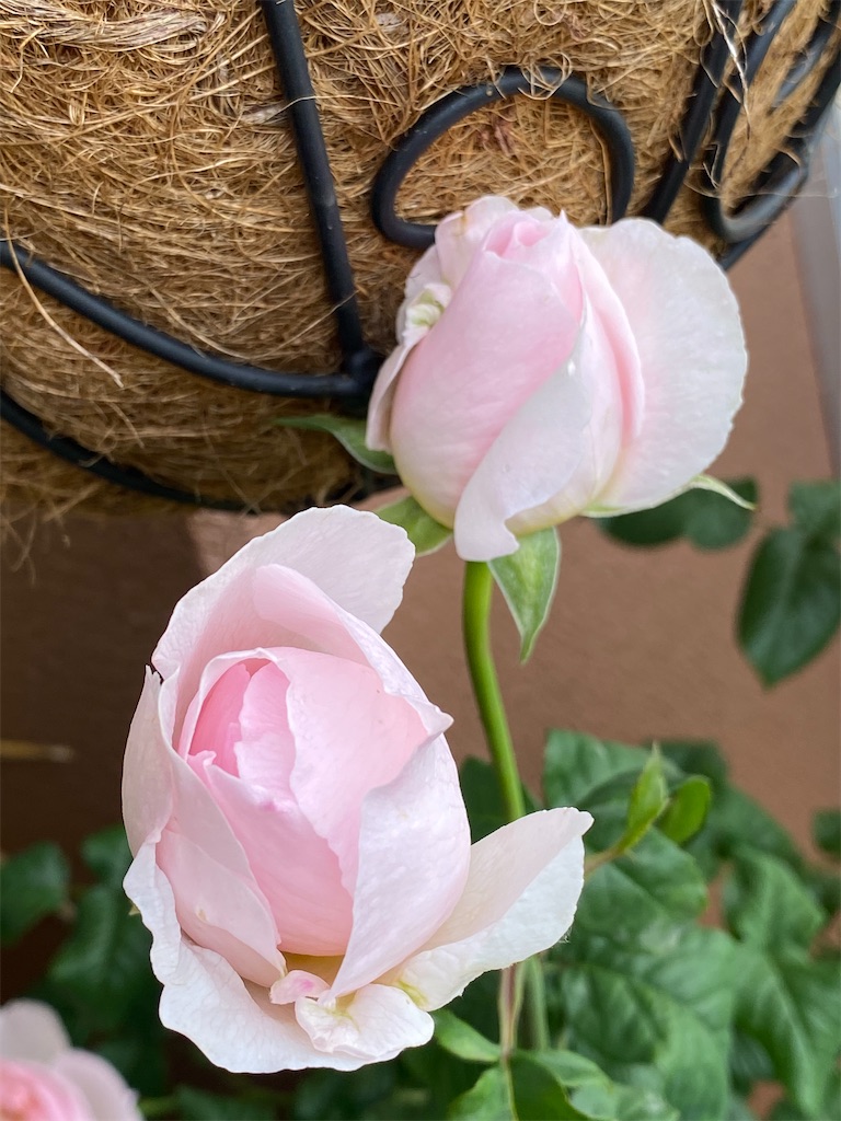 f:id:rancraw:20210606212058j:image f:id:rancraw:20210606212058j:image