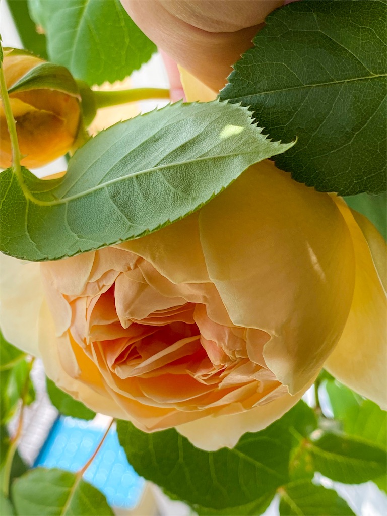 f:id:rancraw:20210606212500j:image f:id:rancraw:20210606212500j:image