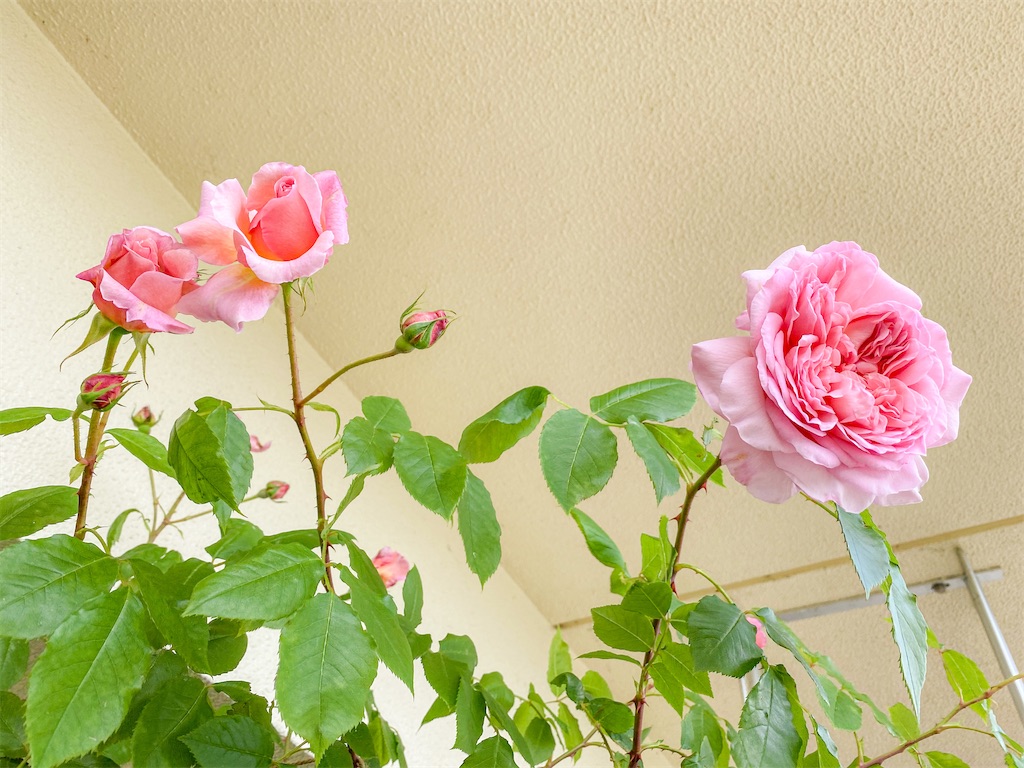 f:id:rancraw:20210606212608j:image f:id:rancraw:20210606212608j:image