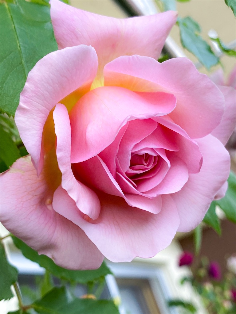 f:id:rancraw:20210606212611j:image f:id:rancraw:20210606212611j:image