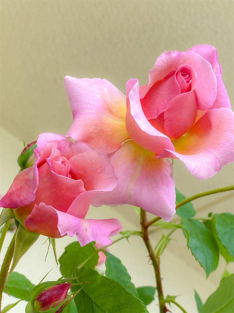 f:id:rancraw:20210606212615j:image f:id:rancraw:20210606212615j:image