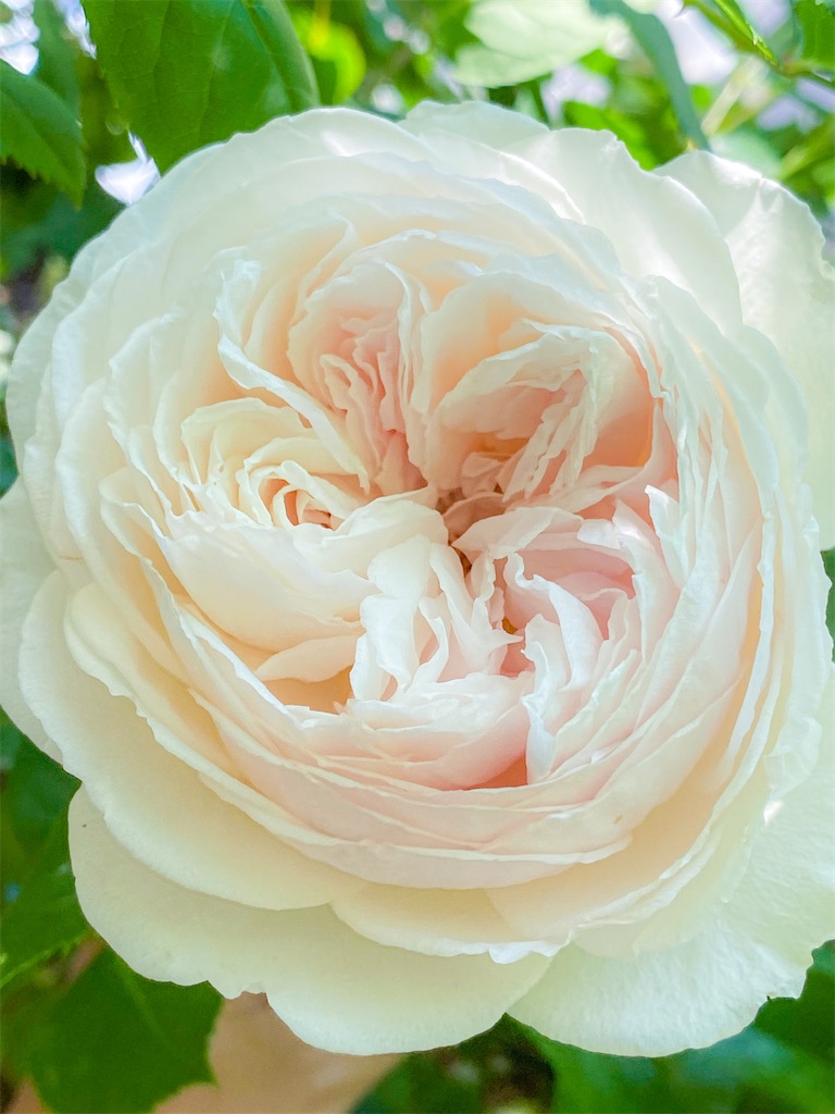 泥濘と薔薇