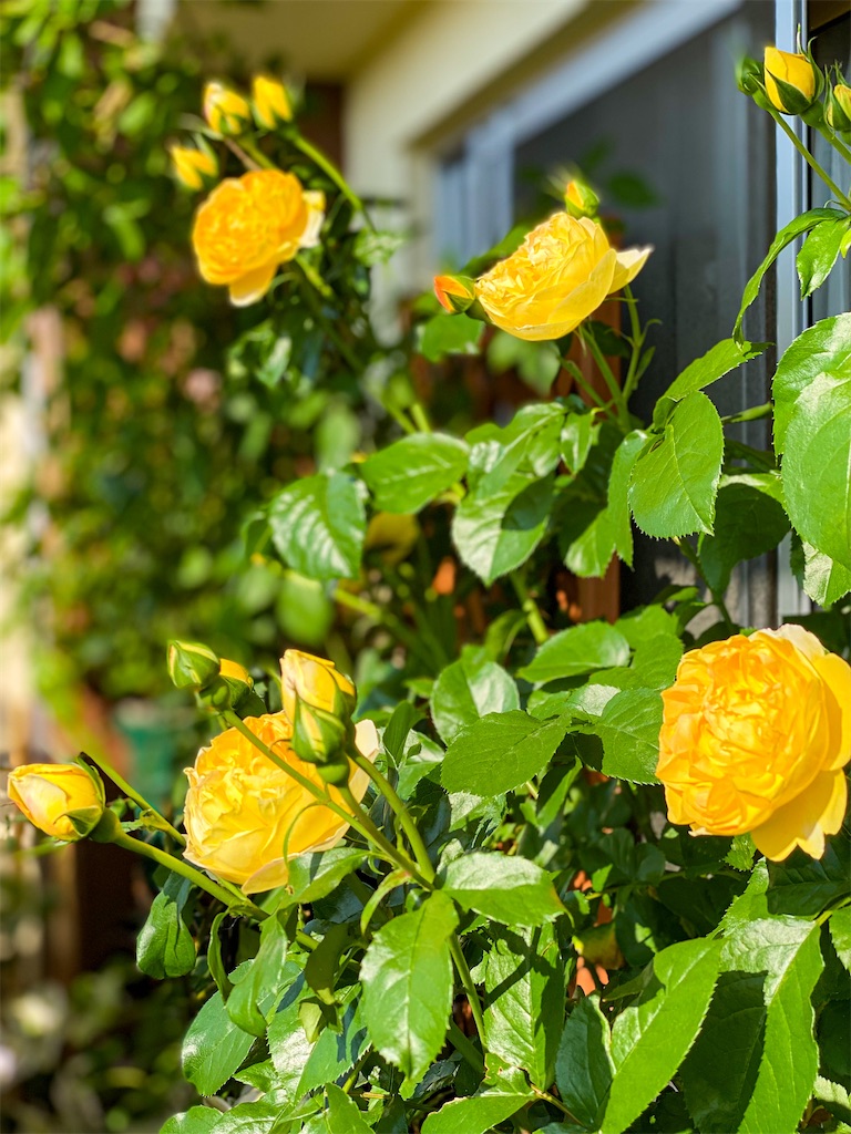 f:id:rancraw:20210611165020j:image f:id:rancraw:20210611165020j:image