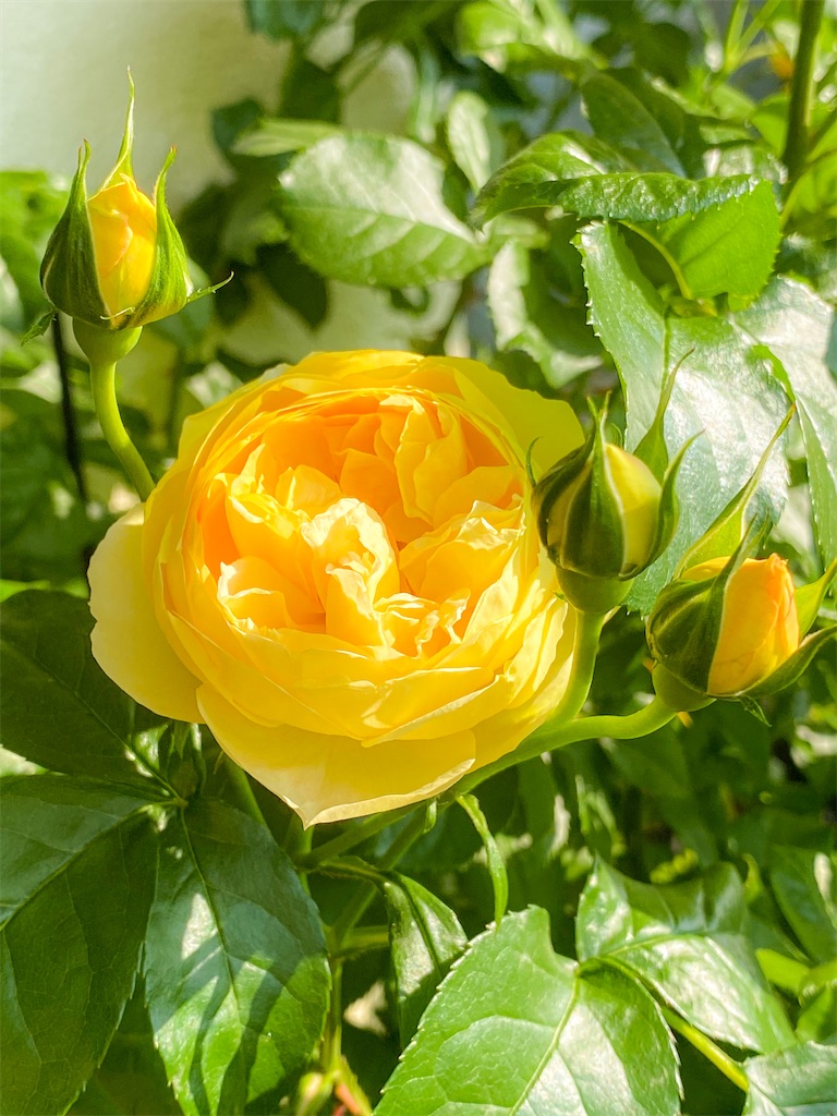 f:id:rancraw:20210611165921j:image f:id:rancraw:20210611165921j:image