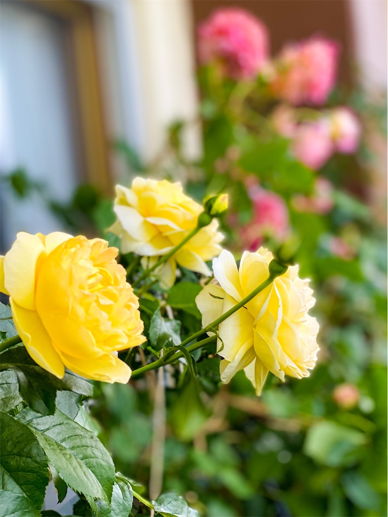 f:id:rancraw:20210614162823j:image f:id:rancraw:20210614162823j:image