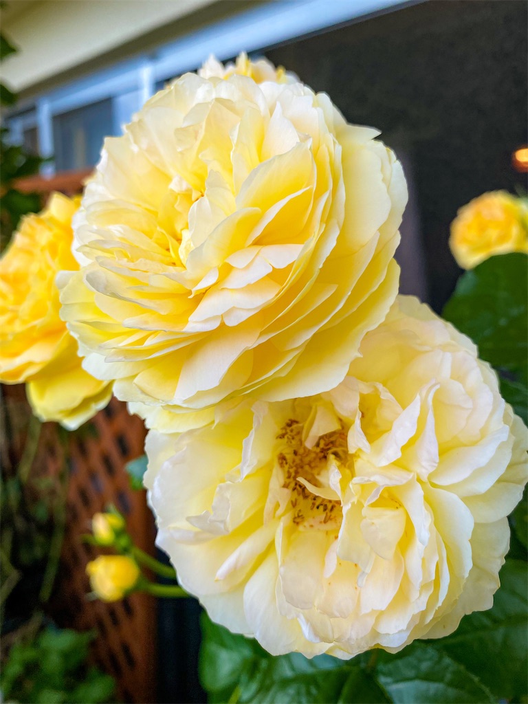 f:id:rancraw:20210614162842j:image f:id:rancraw:20210614162842j:image