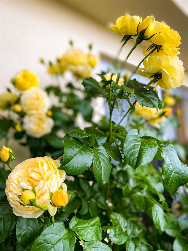 f:id:rancraw:20210614164943j:image f:id:rancraw:20210614164943j:image