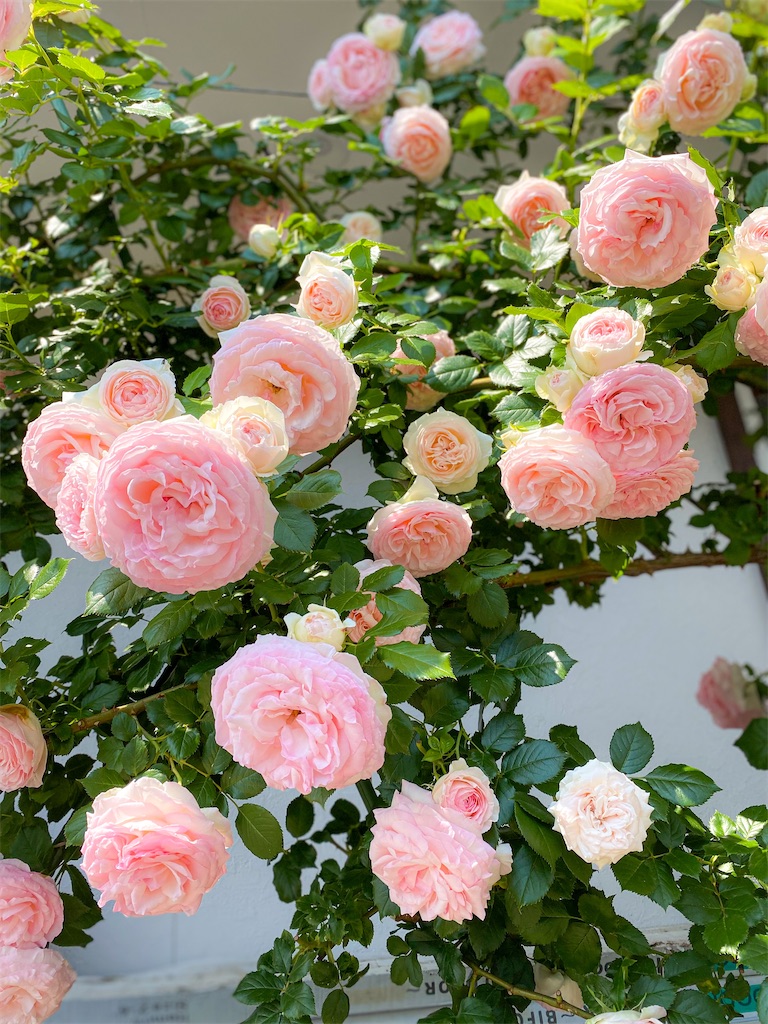 f:id:rancraw:20210615124910j:image f:id:rancraw:20210615124910j:image