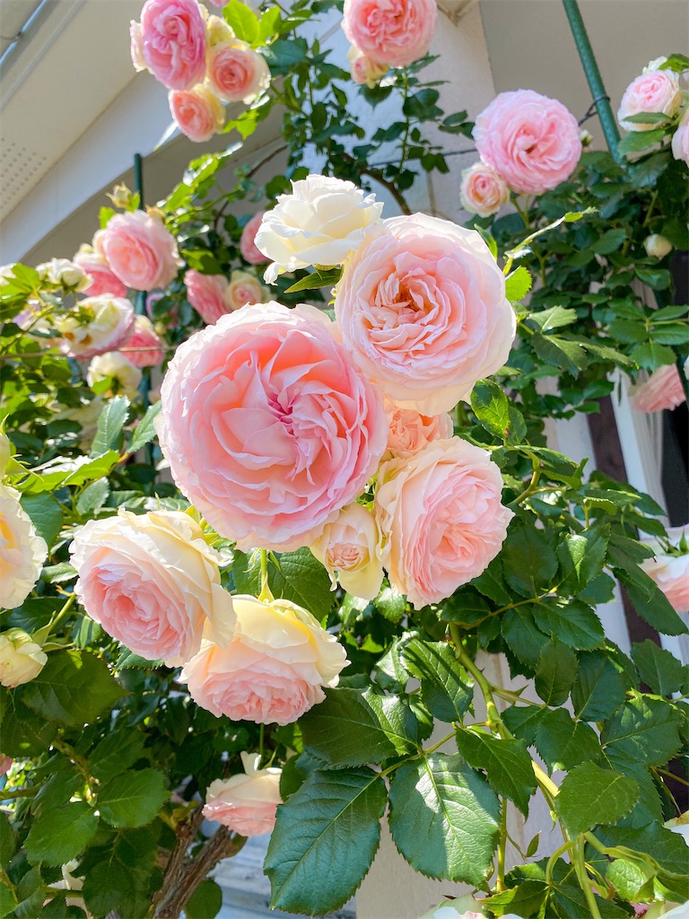 f:id:rancraw:20210615125037j:image f:id:rancraw:20210615125037j:image