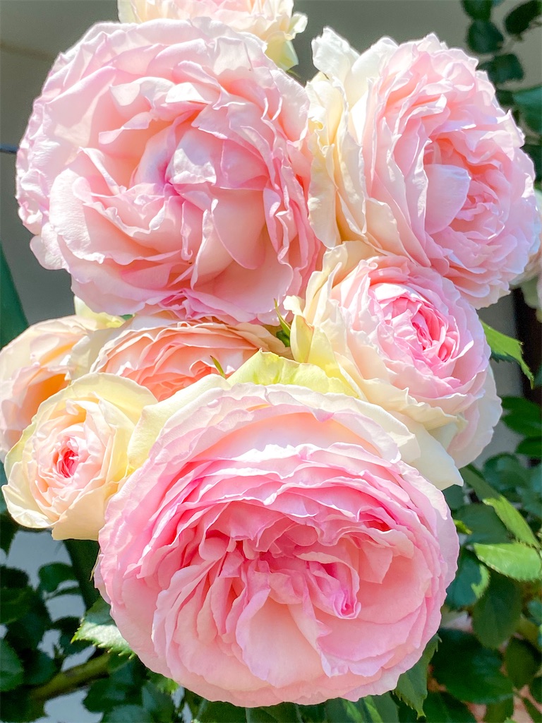 f:id:rancraw:20210615191823j:image f:id:rancraw:20210615191823j:image