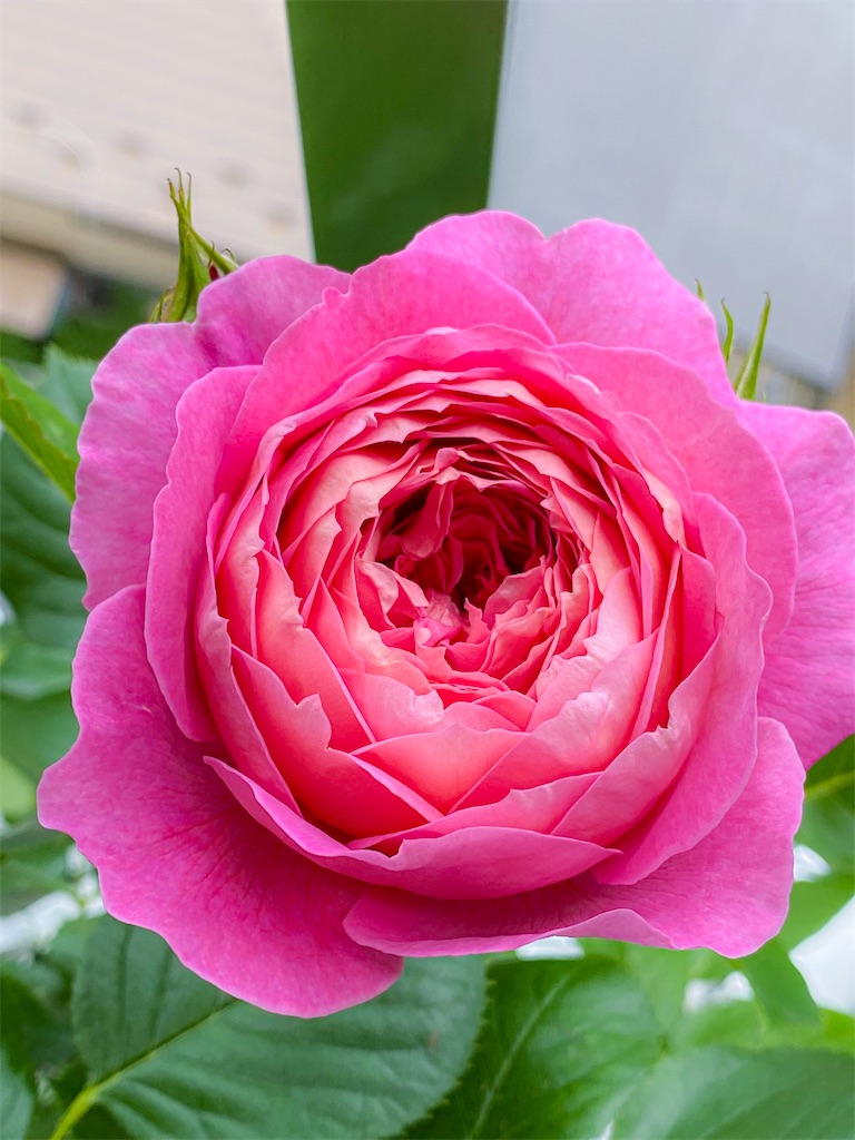 f:id:rancraw:20210616124554j:image f:id:rancraw:20210616124554j:image