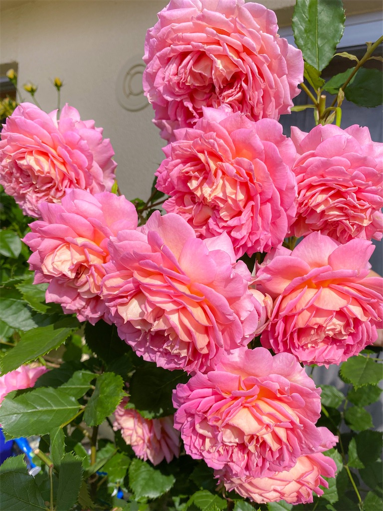 f:id:rancraw:20210616124952j:image f:id:rancraw:20210616124952j:image