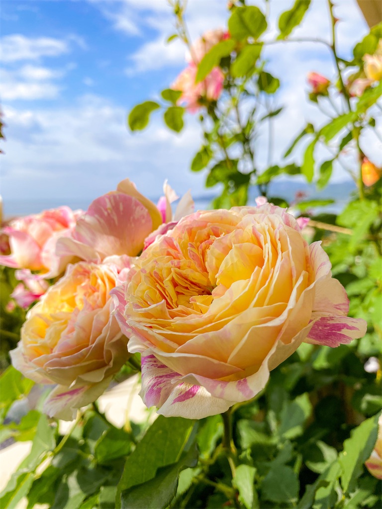 f:id:rancraw:20210616125203j:image f:id:rancraw:20210616125203j:image