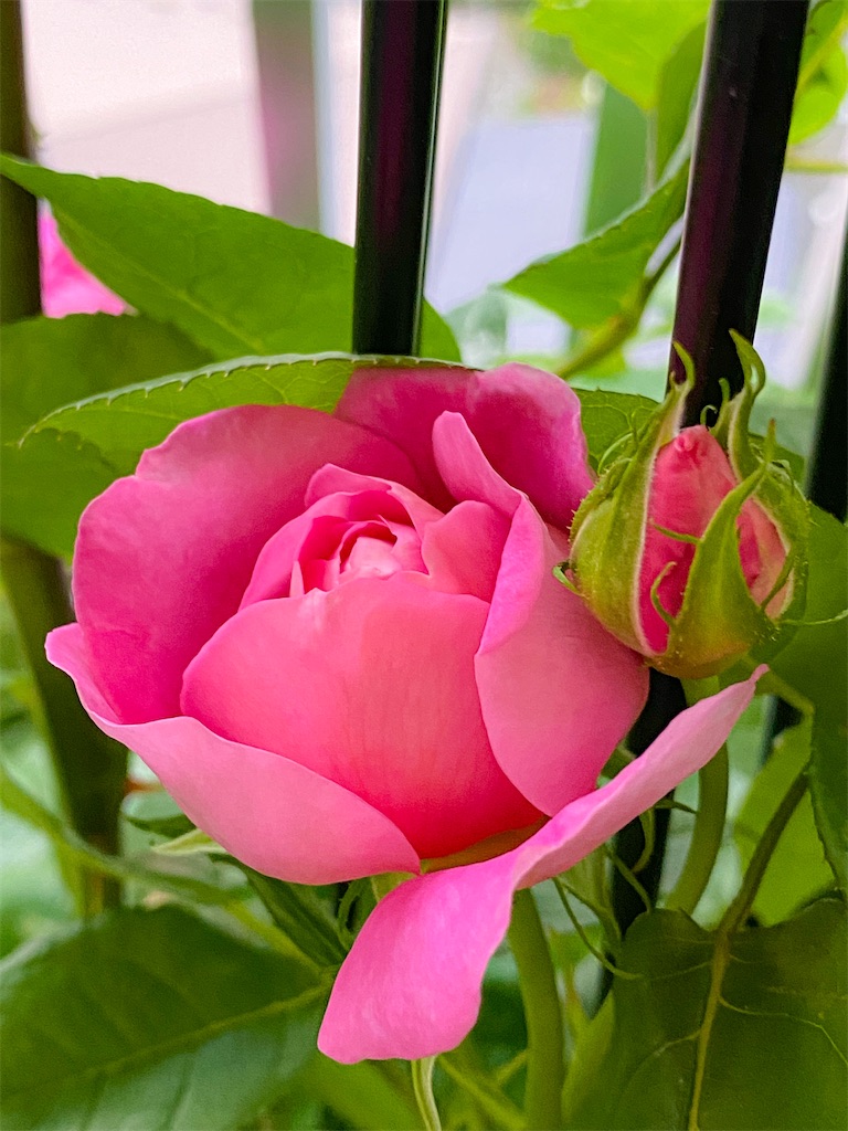 f:id:rancraw:20210616212634j:image f:id:rancraw:20210616212634j:image