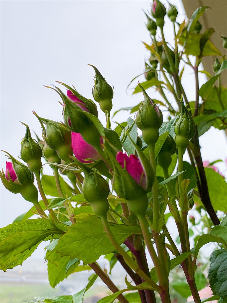 f:id:rancraw:20210624212459j:image f:id:rancraw:20210624212459j:image