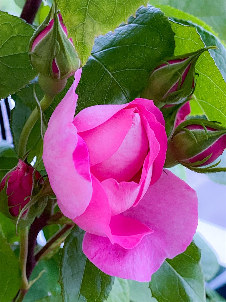 f:id:rancraw:20210624213638j:image f:id:rancraw:20210624213638j:image