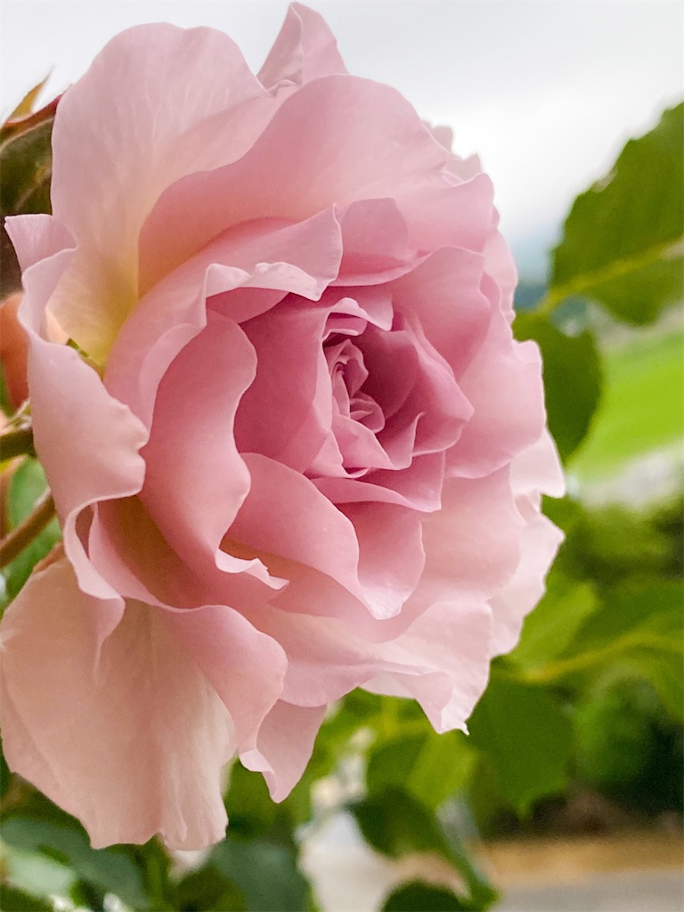 f:id:rancraw:20210624213955j:image f:id:rancraw:20210624213955j:image