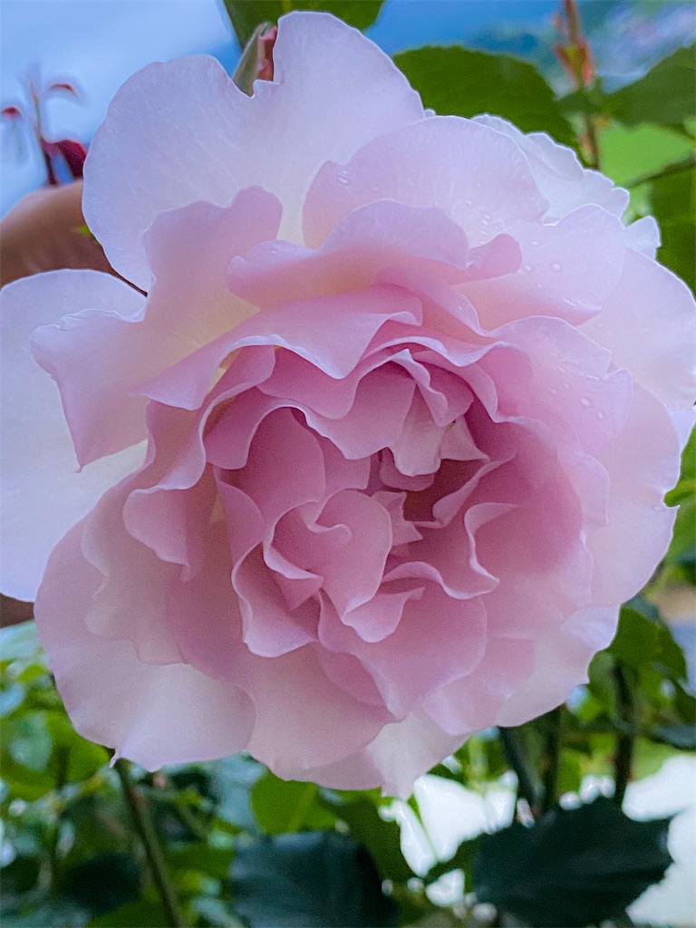 f:id:rancraw:20210624214007j:image f:id:rancraw:20210624214007j:image