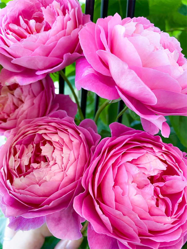 f:id:rancraw:20210624214156j:image f:id:rancraw:20210624214156j:image