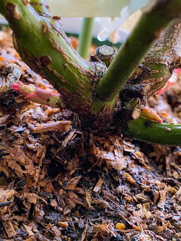 f:id:rancraw:20210624214314j:image f:id:rancraw:20210624214314j:image