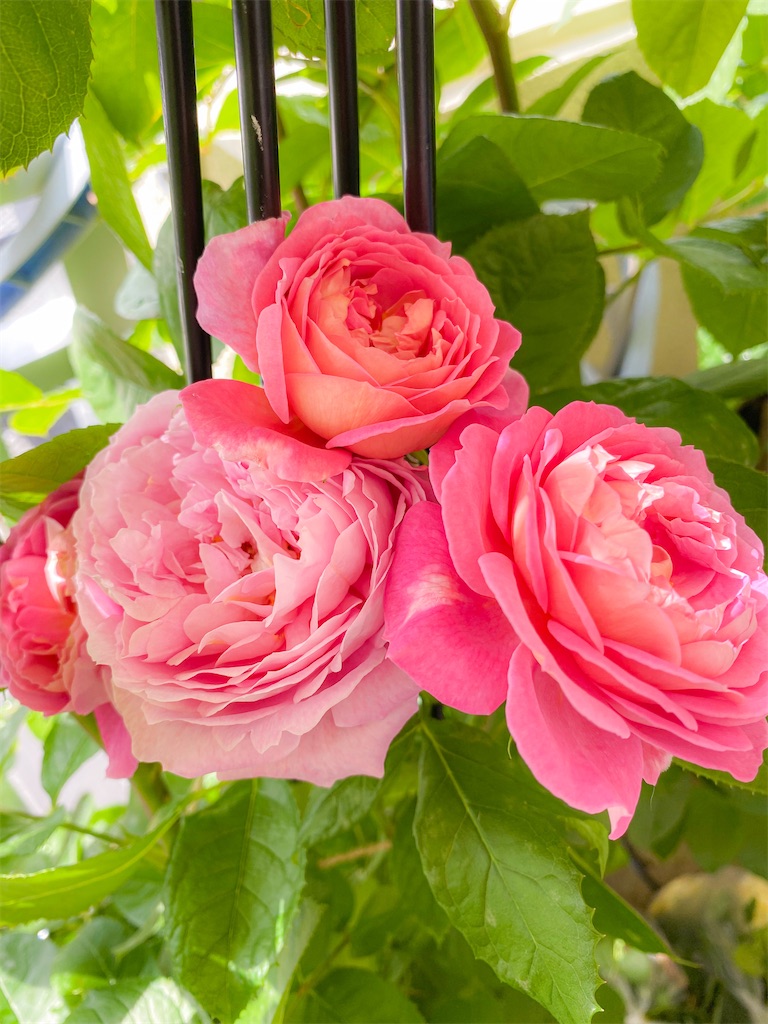 f:id:rancraw:20210624214936j:image f:id:rancraw:20210624214936j:image