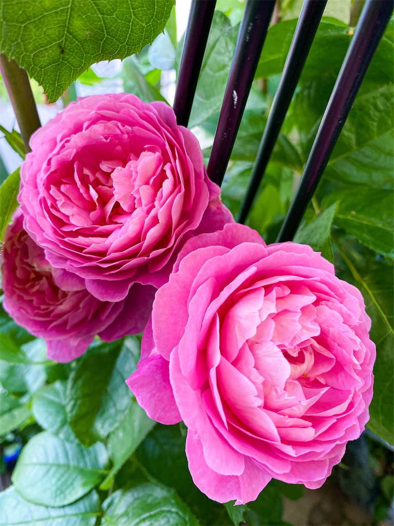 f:id:rancraw:20210624214954j:image f:id:rancraw:20210624214954j:image