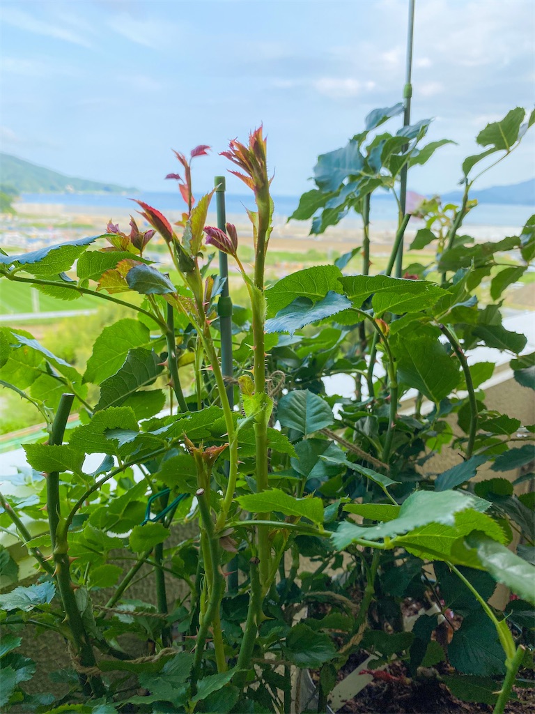 f:id:rancraw:20210624215153j:image f:id:rancraw:20210624215153j:image