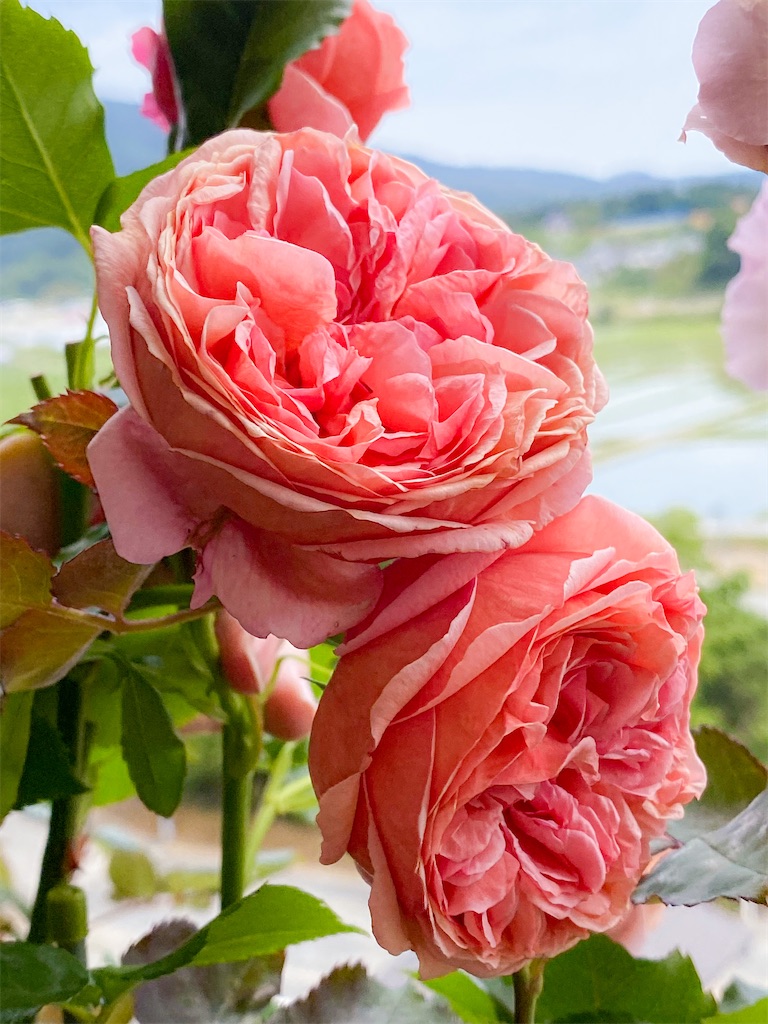 f:id:rancraw:20210624215256j:image f:id:rancraw:20210624215256j:image