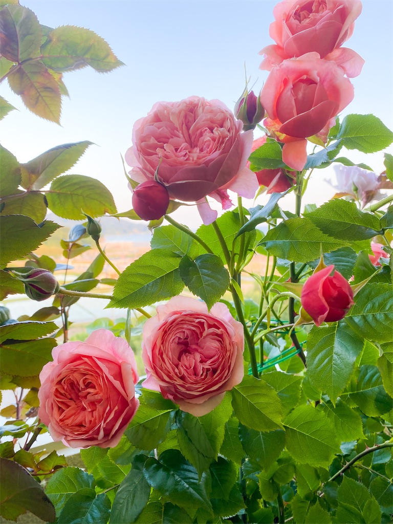 f:id:rancraw:20210624215525j:image f:id:rancraw:20210624215525j:image