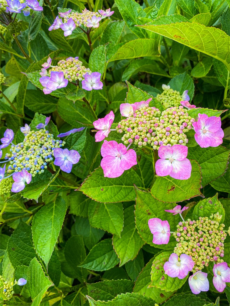 f:id:rancraw:20210624221118j:image f:id:rancraw:20210624221118j:image