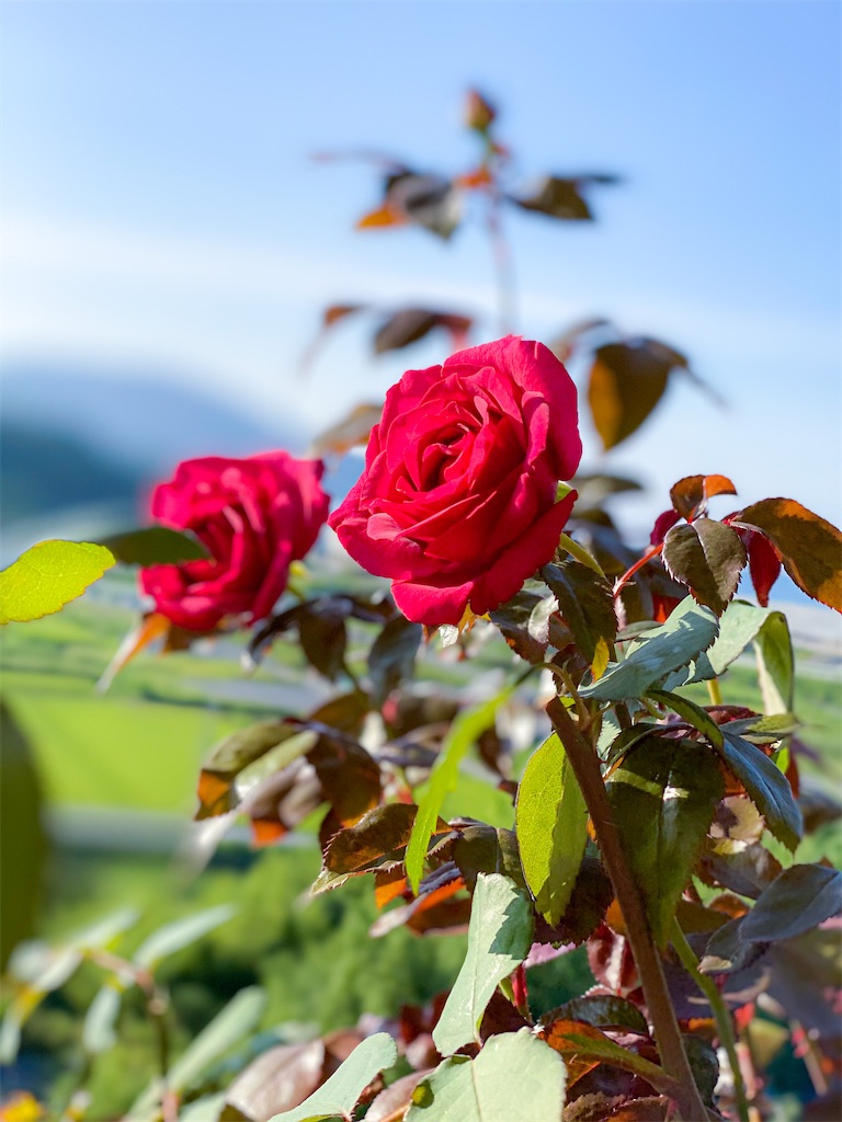 f:id:rancraw:20210706164024j:image f:id:rancraw:20210706164024j:image