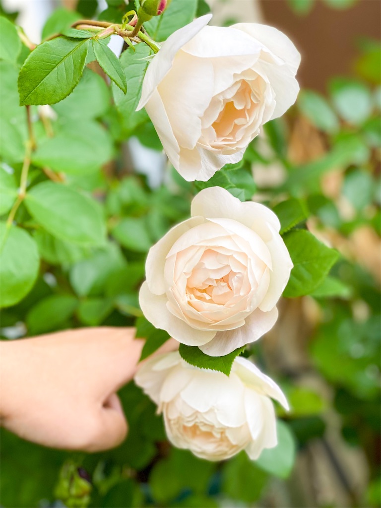 f:id:rancraw:20220611213524j:image f:id:rancraw:20220611213524j:image