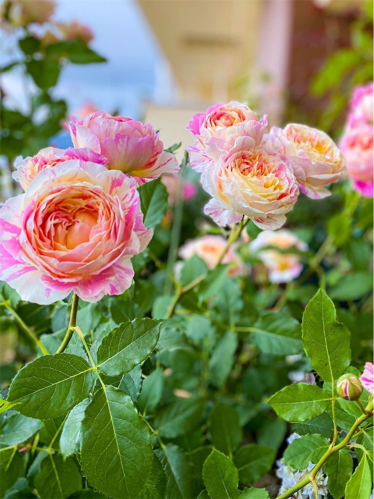 f:id:rancraw:20220611213604j:image f:id:rancraw:20220611213604j:image