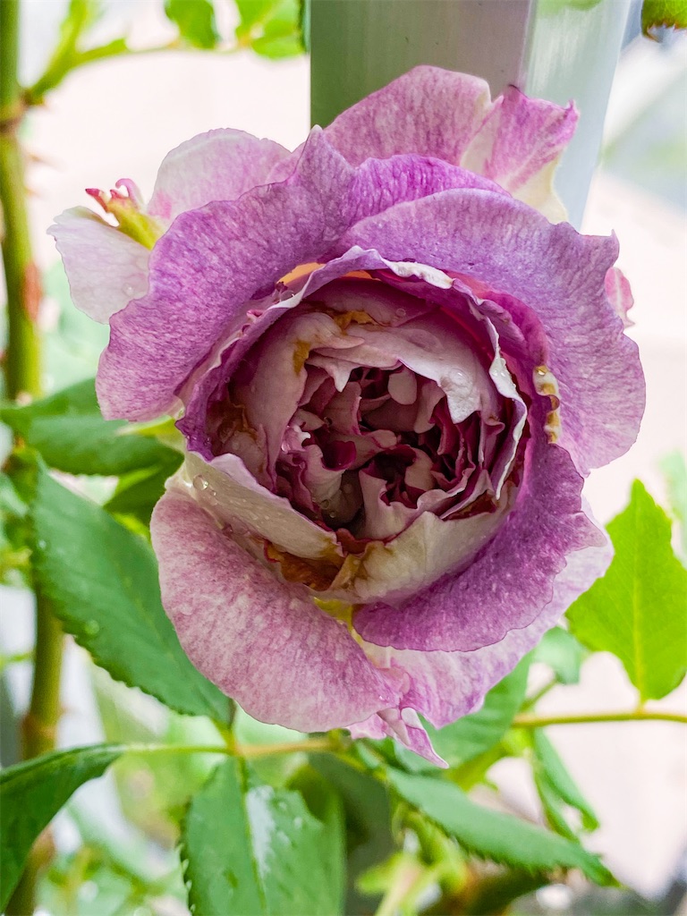 f:id:rancraw:20220611213702j:image f:id:rancraw:20220611213702j:image