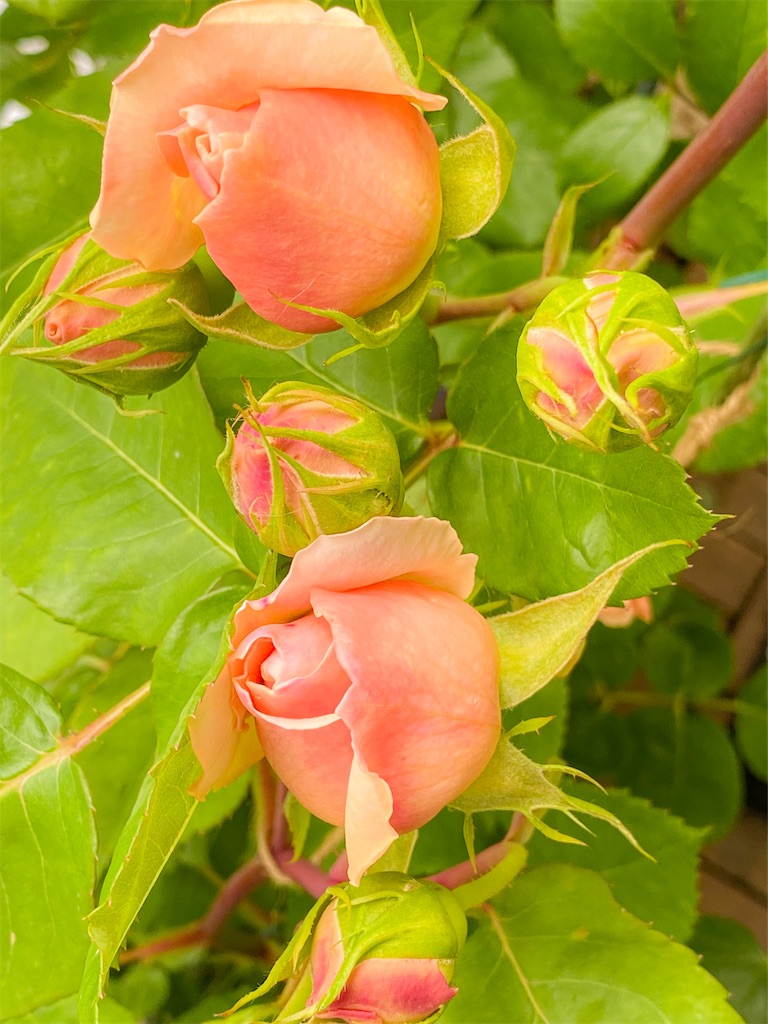 f:id:rancraw:20220611214103j:image f:id:rancraw:20220611214103j:image