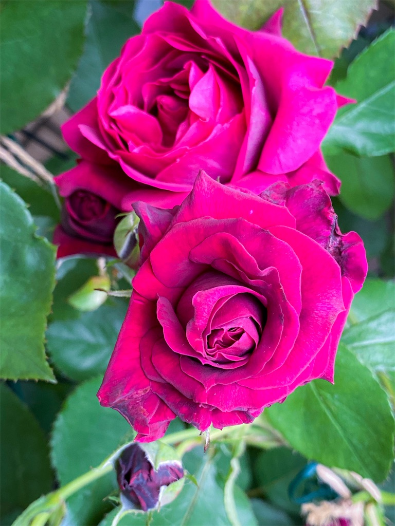 f:id:rancraw:20220611215103j:image f:id:rancraw:20220611215103j:image