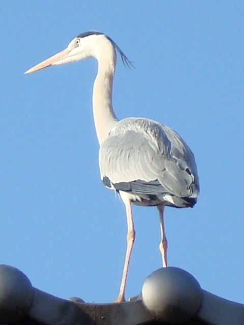 f:id:randompole:20100406230330j:image f:id:randompole:20100406230330j:image