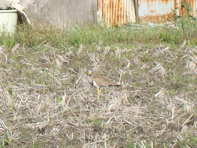 f:id:randompole:20100509223305j:image f:id:randompole:20100509223305j:image