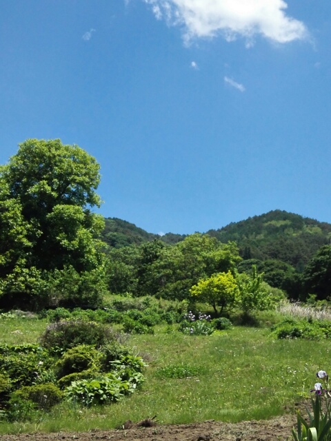 f:id:randompotato:20210607160104j:plain