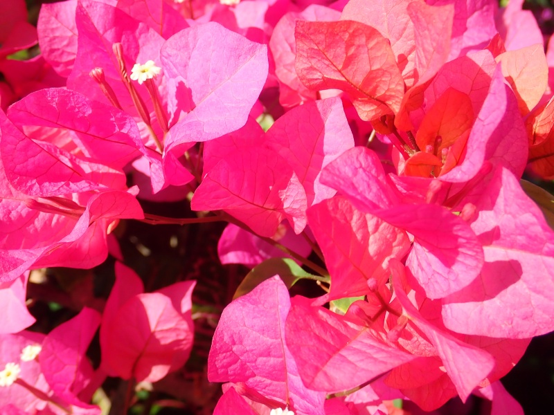 f:id:randonneefield:20210105183208j:plain