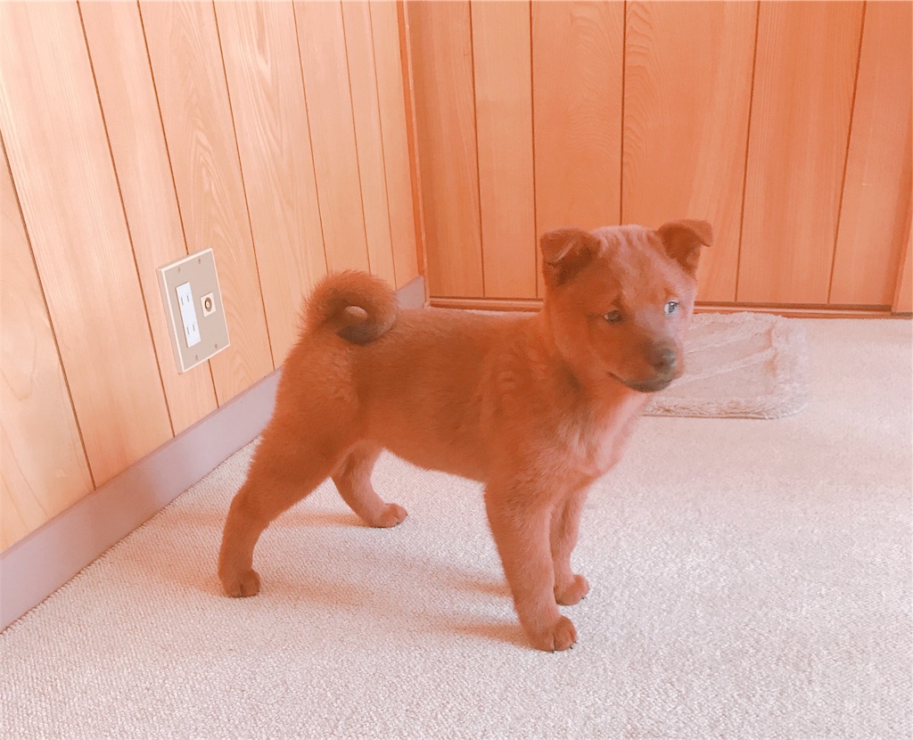 f:id:ranhimeyuki:20190425203633j:image