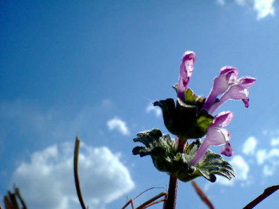 f:id:ranpie:20070312013728j:image