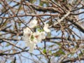 10月なのに　桜～～