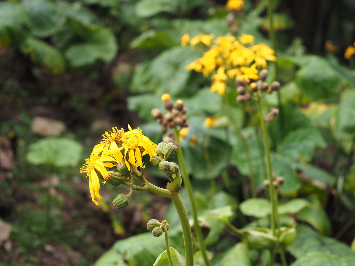 f:id:rapids827:20200812135141j:plain