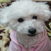 f:id:rapopi:20180811052106p:plain f:id:rapopi:20180811052106p:plain
